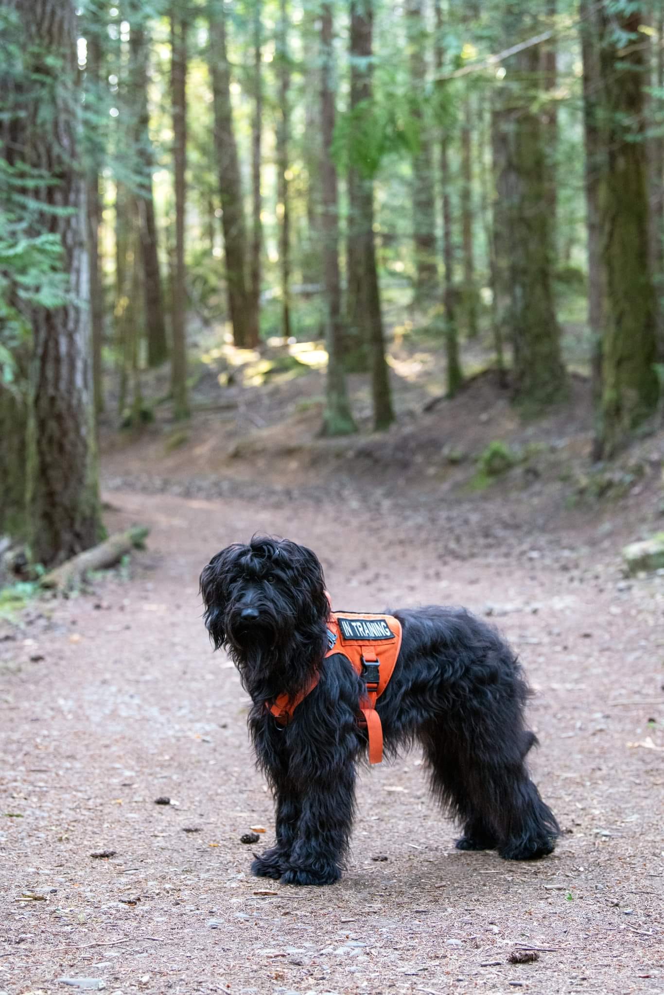 Dog in training